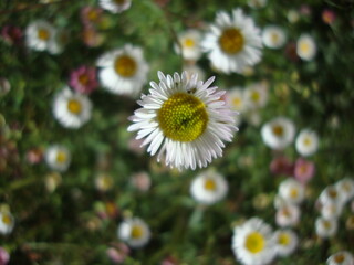 Erigeron, white daisy