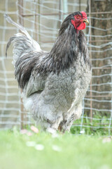 portrait of a gray free-range Brahma rooster in spring outdoors