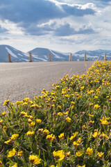 Yellow wildflowers with Rocky Mountains and blue sky and clouds background