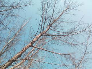 branches of a tree and sky