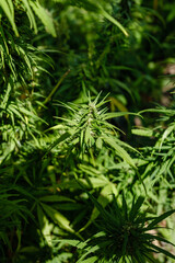 close up of  marijuana plant