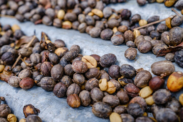 Coffee bean drying