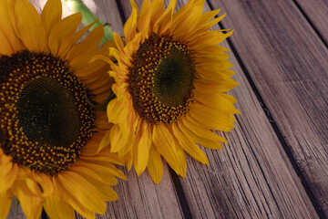 Par de girasoles en la mesa