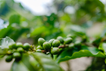 Green coffee bean in coffee tree