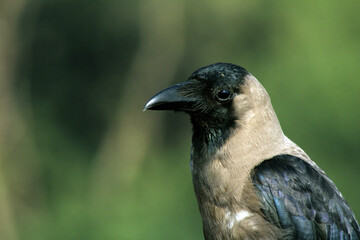 crow on the ground