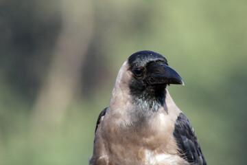 close up of a crow