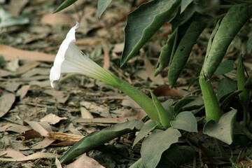 lily of the valley
