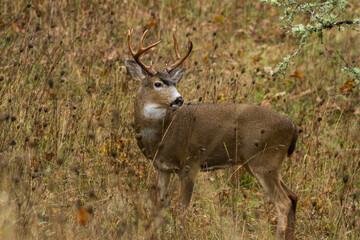 blacktail buck in a field looking back