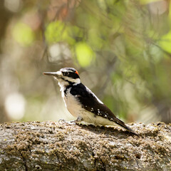 Acorn Woodpecker hoarding on an Oak tree. Fremont Older County Park, Santa Clara County, California, USA.