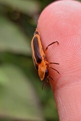 firefly on the finger