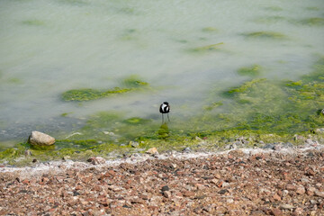 A bird by the shore. The spur-winged lapwing or spur-winged plover (Vanellus spinosus).