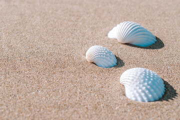 Fototapeta na wymiar Summer pattern background. Seashells, shells on sand tropical sea beach. Vacation backdrop with space for the text.
