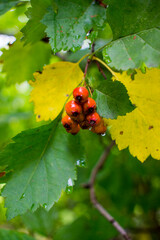 Obraz premium Red hawthorn berries on the branches of a tree