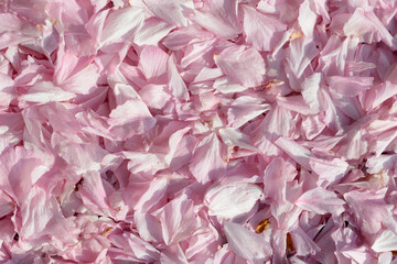 桜の花びら　花模様