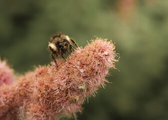 bee on a flower