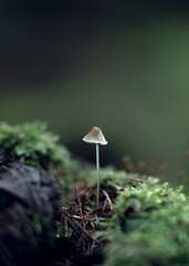 mushroom in the forest