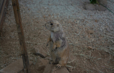 Close Up of Black-tailed prairie dog (Cynomys ludovicianus) Standing on the ground