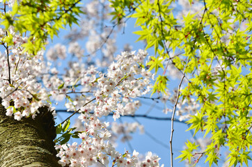 Sakura blooming with Morning sunlight and Green leaf maple in the garden.