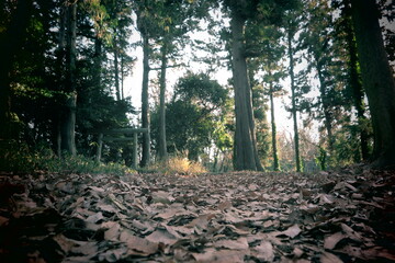 山の公園の山道の風景4