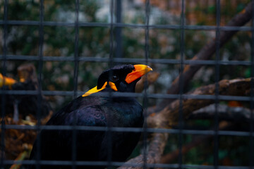 Protected bird Hill Mynah perched on a tree stump and looked into the camera