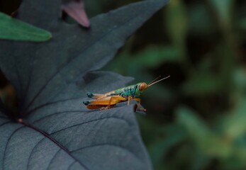 Closed-up of grasshoppers perched on the leaves. Green grasshoppers on lawn outdoors. Wild insect