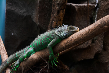 Green iguanas perched on tree trunks. Animal closeup. Lizard reptile in the genus Iguana in the iguana family	