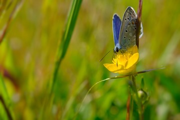 butterfly in the meadows, Coenonympha pamphilus