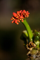 Buds of Buddha Belly Plant