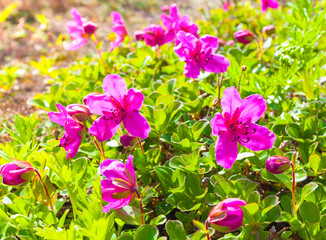 Red Rhododendron of Kamchatka as background. Selective focus