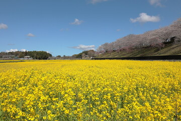 茨城県、希望ヶ丘公園の菜の花畑