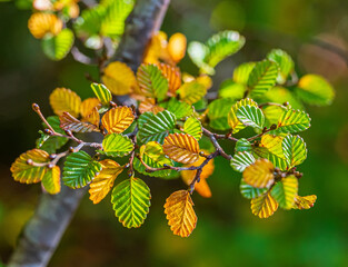 Fagus
