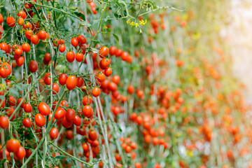 Close up of cherry tomatoes get ripe at the greenhouse