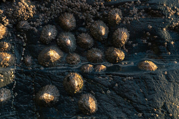 Closeup of true limpet mollusks adhered to a rock