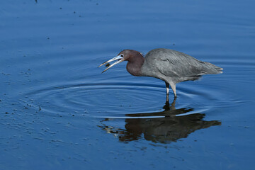 Little Blue Heron in the intertidal zone of the San Diego River in California