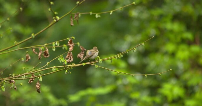 Chiffchaff warbler song bird on forest tree branch