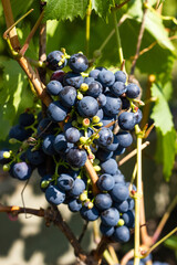 Bunch of grapes close-up in the sun.