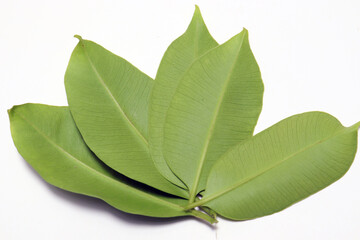 green colored java plum leaf closeup