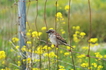 sparrow on the fence