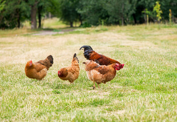 Rooster and chickens grazing on the grass.