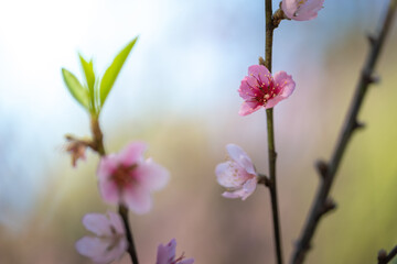 Obraz premium Sakura flowers blooming blossom in Chiang Mai, Thailand