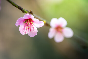 Sakura flowers blooming blossom in Chiang Mai, Thailand