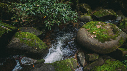 River in the forest.
