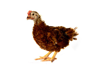 Rhode Island Red young chicken isolated on white background.