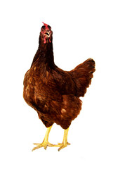 Rhode Island Red hen isolated on white background.