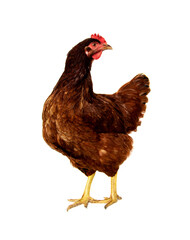 Rhode Island Red hen isolated on white background.