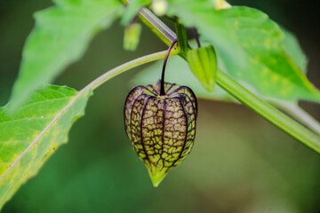 leaf of a plant