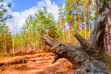 Landscape with a fabulous amazing driftwood in a pine forest