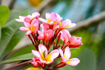 Naklejka premium pink frangipani flower