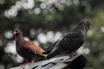pigeon on a branch