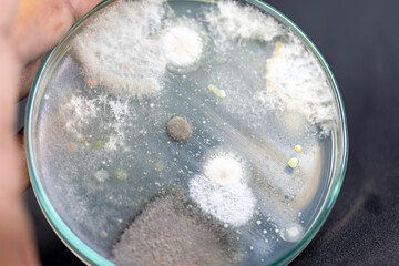Backgrounds of Characteristics and Different shaped Colony of Bacteria and Mold growing on agar plates from Soil samples for education in Microbiology laboratory.
